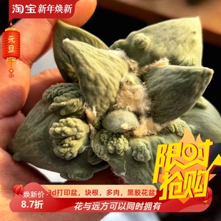 实生大形体怒涛/s84岩牡丹属懒人仙人球桌面沙生绿植一物一拍2/11