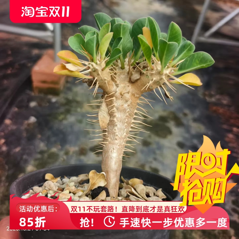 实生鬼漆阁潮流桌面绿植块根植物稀有品多肉一物一拍包邮10/29