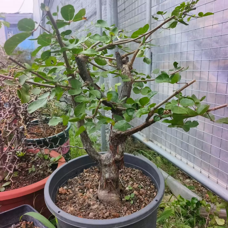 红皮橄榄矮桩神颜块根植物沙生桌面植物带盆发一物一拍6/13