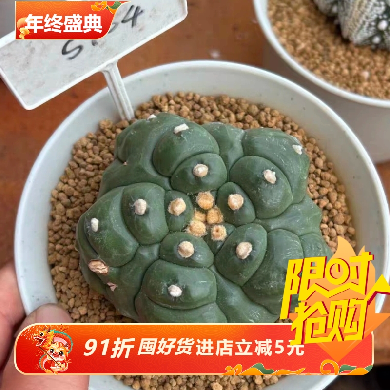 泰系实生5瓣腹棱龟甲兜s704星兜属仙人球一物一拍稀有品包邮7/19