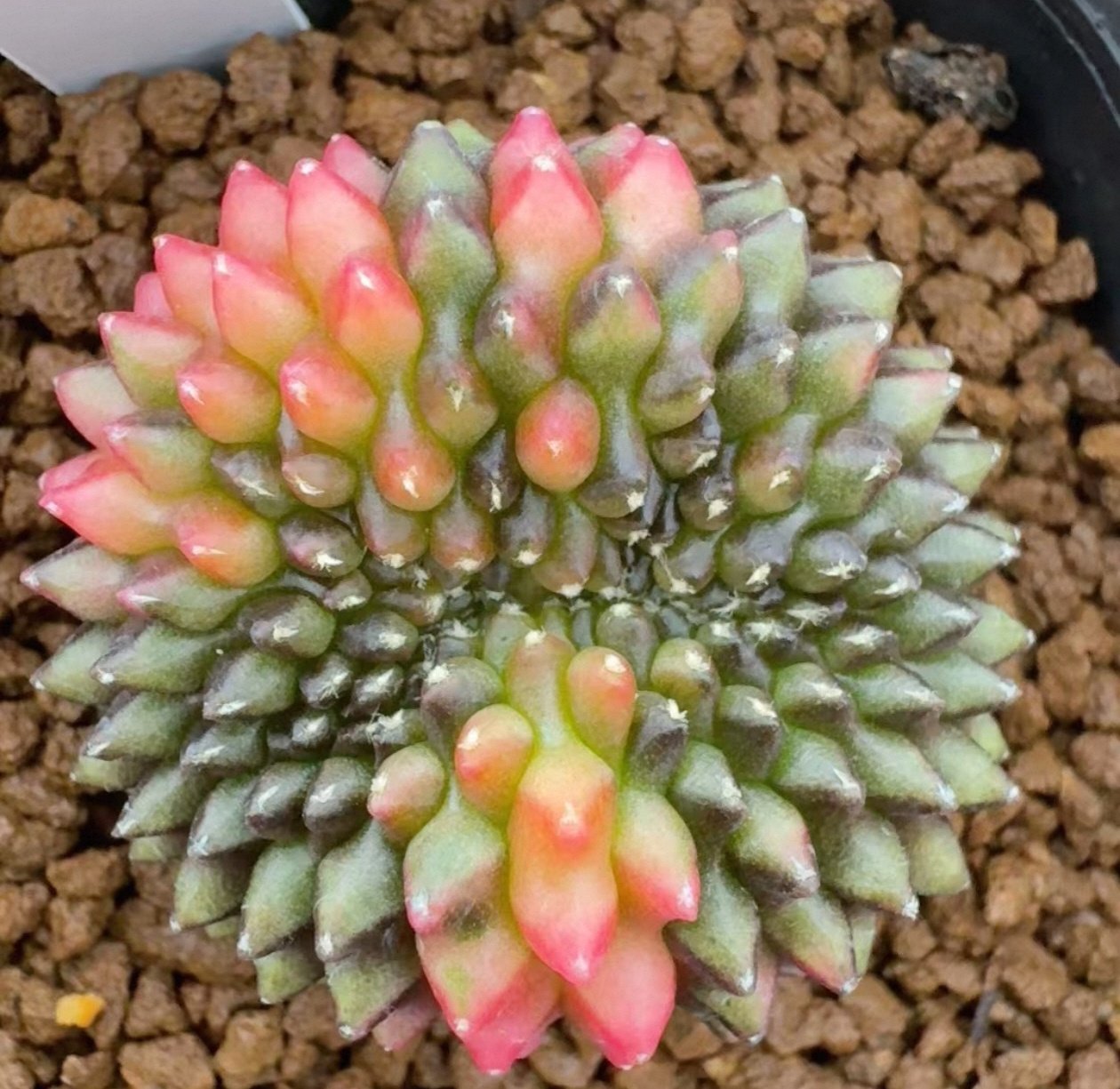 10号实生泰系貘锦貘缀化锦牡丹锦带有螺旋体3.9CM多肉一物一拍7/1