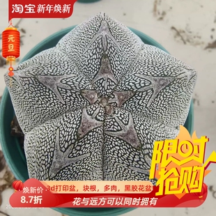 实生恩冢鸾凤玉宽v星球属仙人球稀有品种辐射室内盆栽择优发1/21