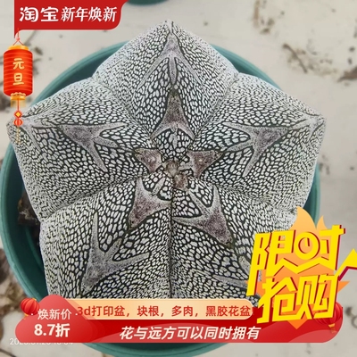 实生恩冢鸾凤玉宽v星球属仙人球稀有品种辐射室内盆栽择优发1/21