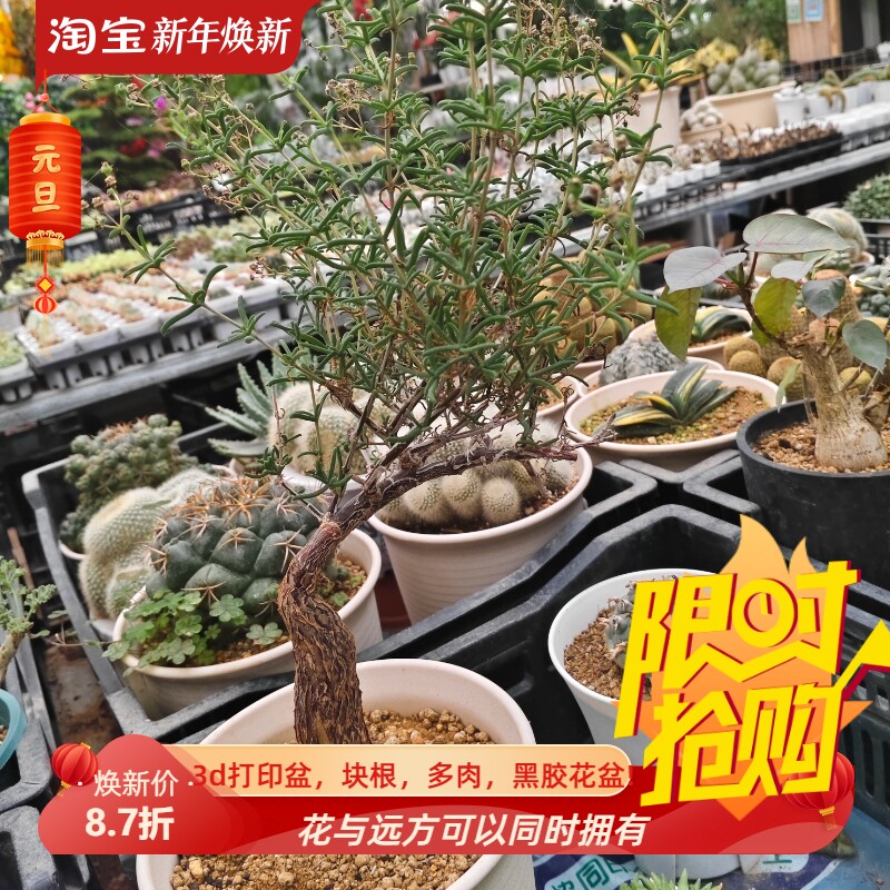 枝干番杏老桩实生块根植物潮流室内盆栽多肉一物一拍包邮7/3