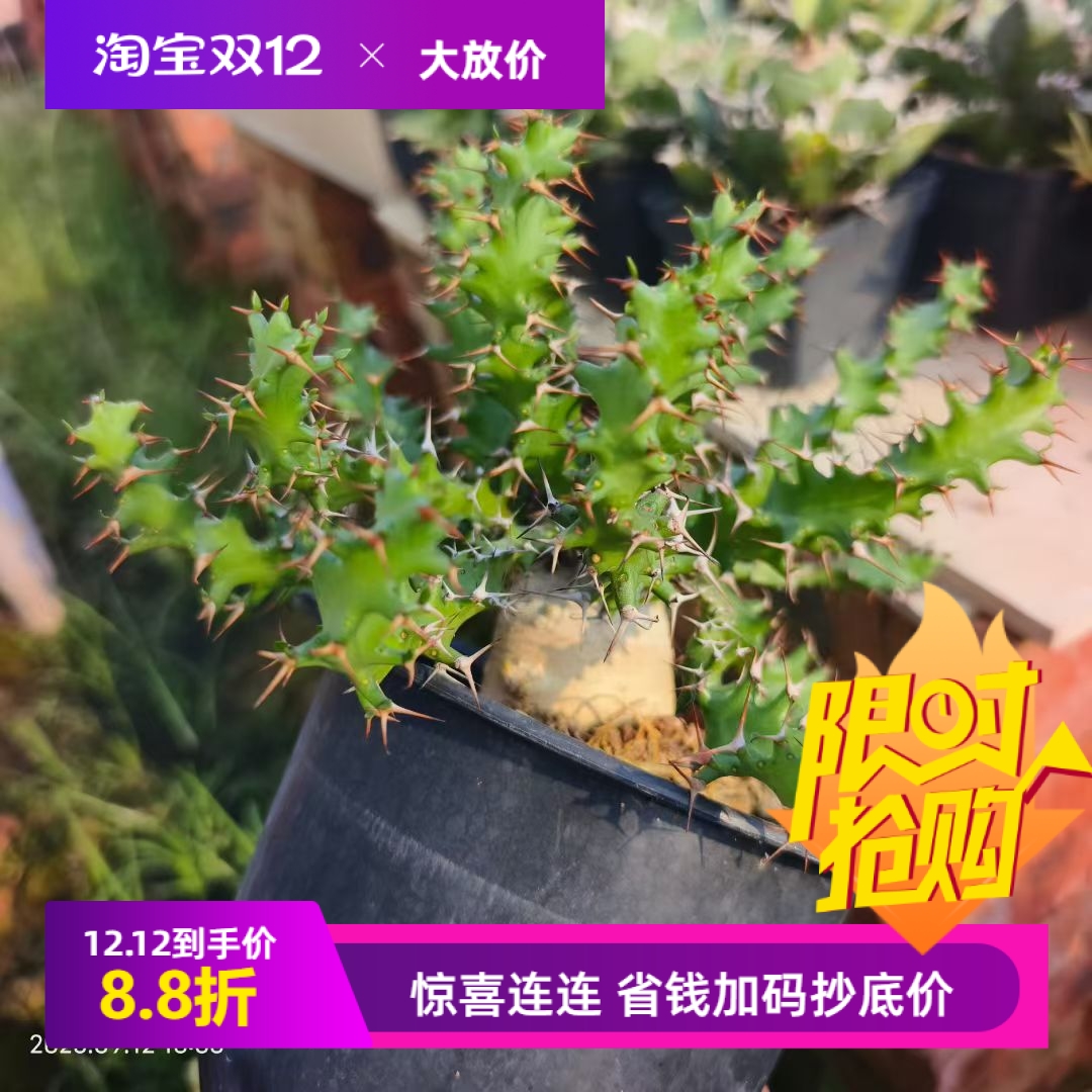 怪奇岛大戟大戟科块根多肉稀有室内盆栽一物一拍多肉包邮9/12