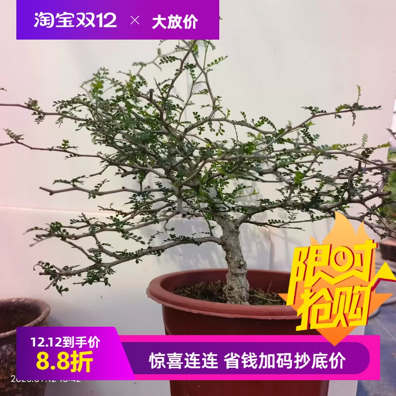 爆瘤象足漆树带盆发货块根多肉稀有室内盆栽一物一拍多肉包邮9/12