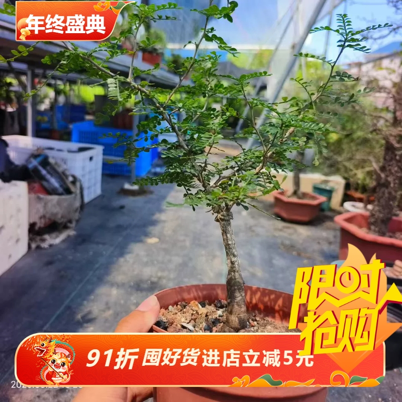 实生象足漆树块根植物潮流懒人沙生桌面室内盆栽多肉一物一拍8/23