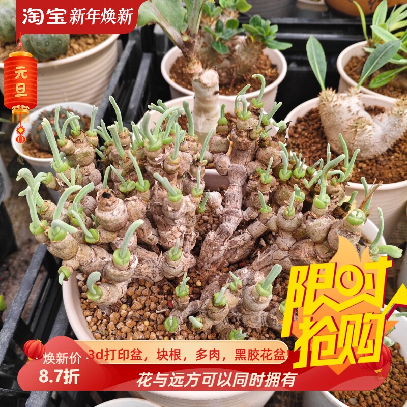 小兔子碧光环绝版块根肉锥番杏科块根植物室内盆多肉一物一拍9/1