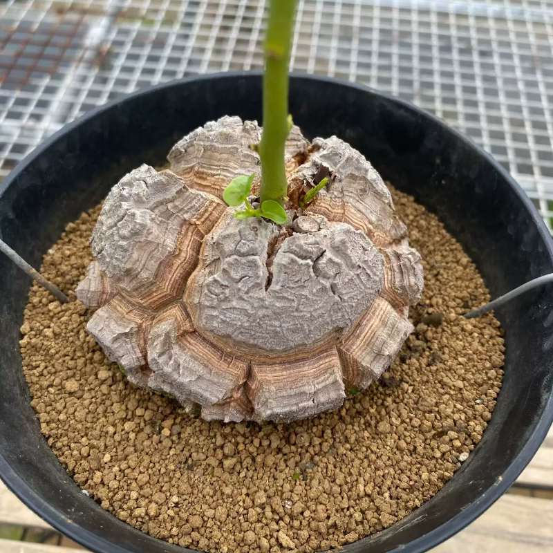 大裂甲南非龟甲龙潮流懒人球体饱满块根沙生桌面一物一拍多肉4/5