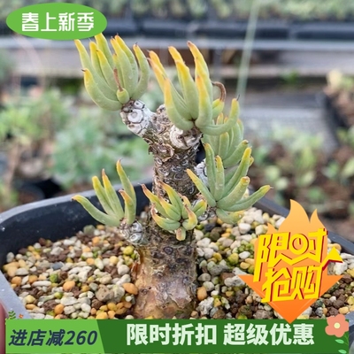 白象奇峰锦属冬型种桌面易养护块根植物一物一拍多肉稀有品种3/22