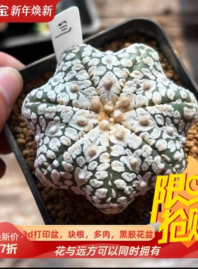 泰系实生海星体v兜/s117仙人球懒人室内盆栽多肉一物一拍包邮9/16