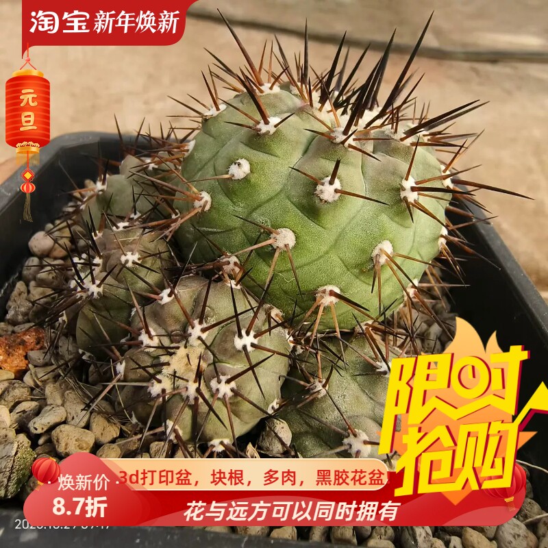黑王丸多头群生侧芽株,仙人球稀有品多肉一物一拍包邮10/29