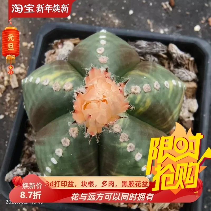 实生鸾凤玉锦，布纹肌理，星球属仙人球室内盆栽多肉一物一拍8/23