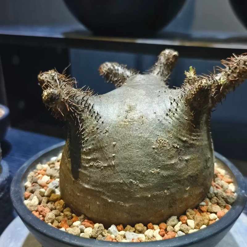 矮霸短枝大平台象芽宫棒棰树属块根多肉潮流懒人稀有一物一拍6/26