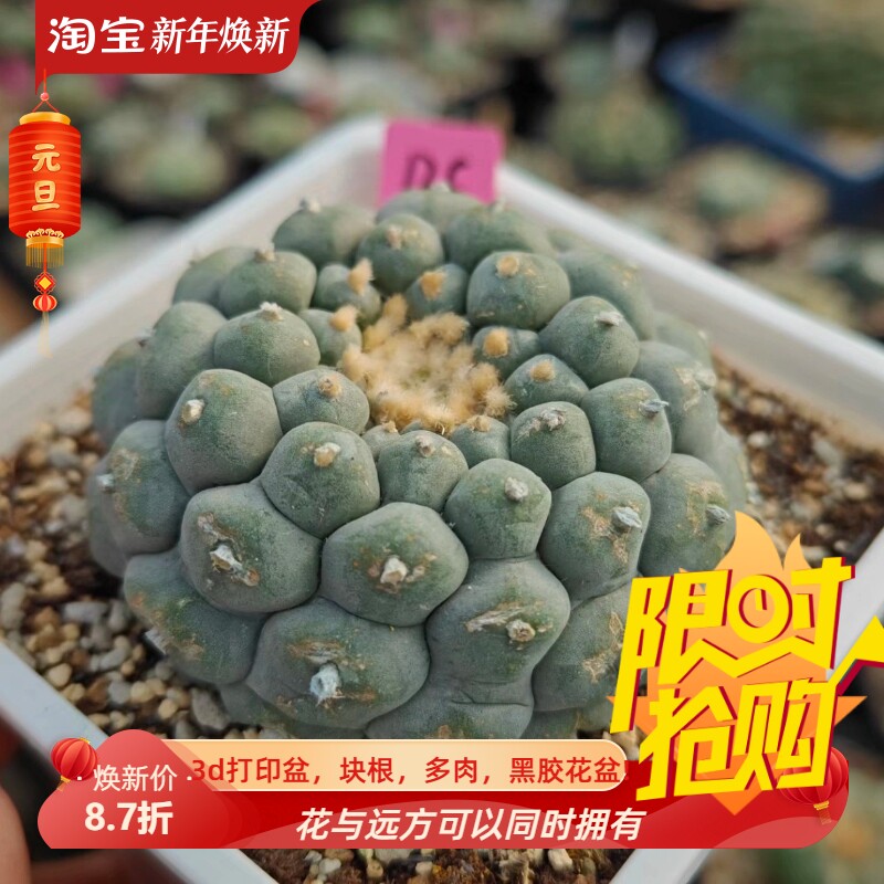 白色葫芦疣落地自根半年潮流无刺草球仙人球多肉一物一拍包邮9/19