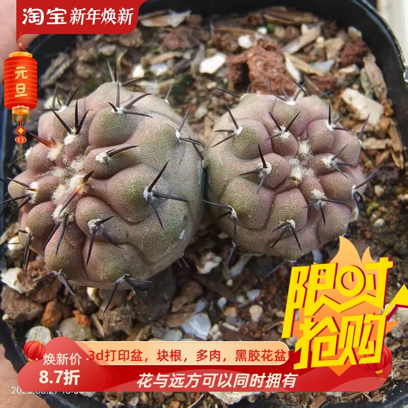 双头实生孤龙丸龙爪球属仙人球多肉一物一拍室内盆栽多肉包邮8/26