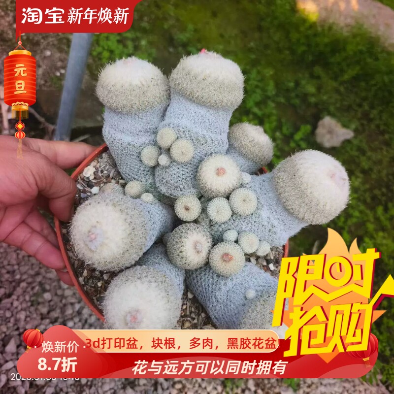 大群生月世界，自根潮流仙人球桌面绿植沙生小众一物一拍多肉1/3