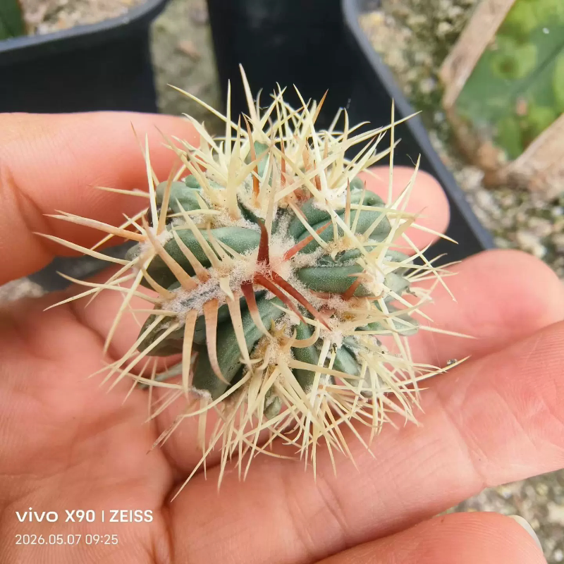 凌波刺缀出侧芽株。已发根。仙人球稀有多肉带盆发一物一拍5/8