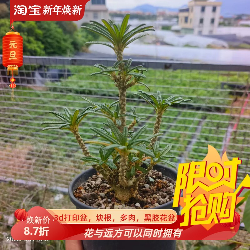 泡泡叶巨硫桑 块根3cm  堪比实生懒人植物一物一拍室内盆栽10/19