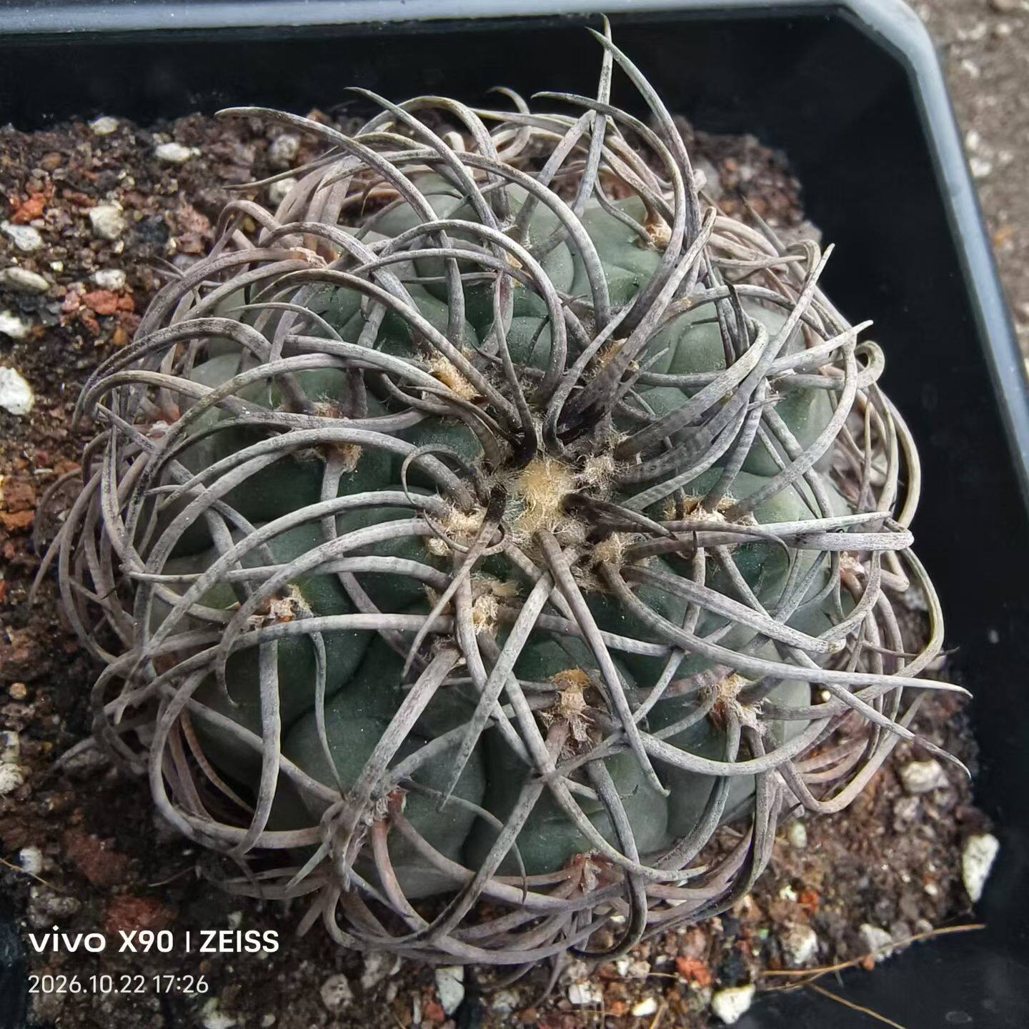 黑刺付刺天平优选自根仙人球多肉植物潮流懒人一物一拍包邮10/23