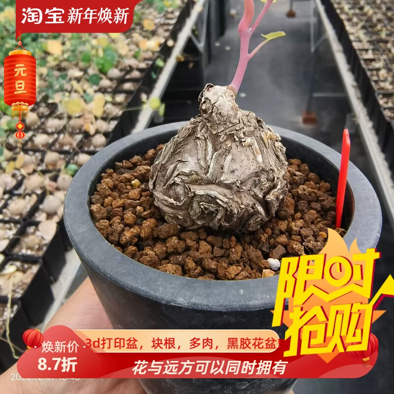 诺瓦龟,一叶龟潮流懒人沙生桌面绿植块根一物一拍多肉包邮12/7