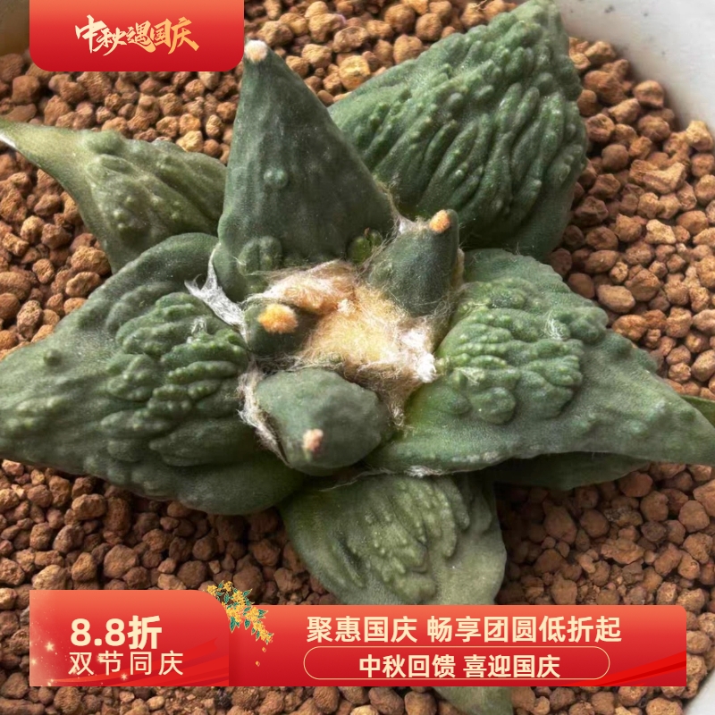 泰系实生实生凸疣怒涛s129岩牡丹属仙人球一物一拍稀有品包邮7/19