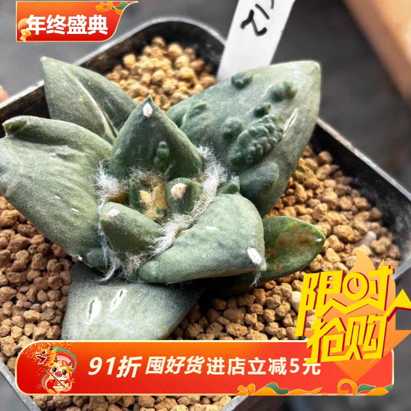 泰系实生怒涛/s12潮流岩牡丹属仙人球一物一拍稀有多肉包邮9/5