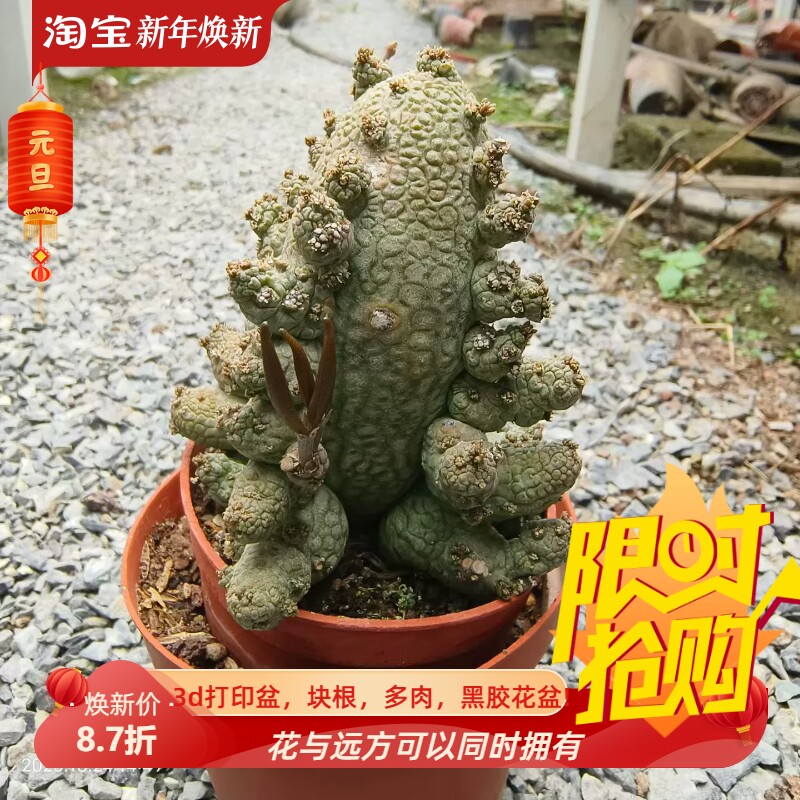 火箭型混血凝蹄玉x蛇蹄玉哥斯拉萝藦科稀有多肉一物一拍包邮10/25