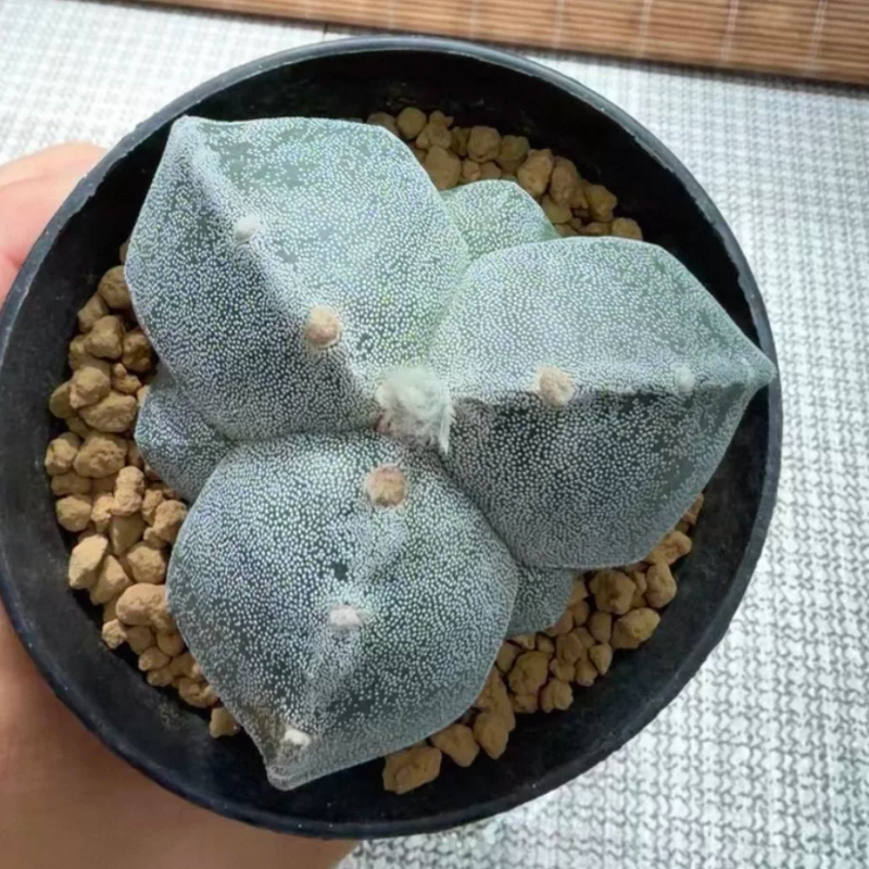 实生三角银沙复棱鸾凤玉8.2CM仙人球稀有多肉带盆发一物一拍5/14