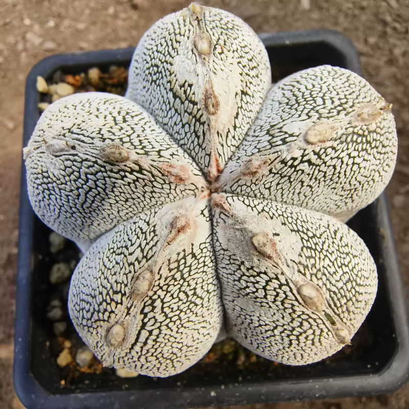 矮霸圆疣恩冢鸾凤玉。自根仙人球绿植室内沙生绿植一物一拍2/20