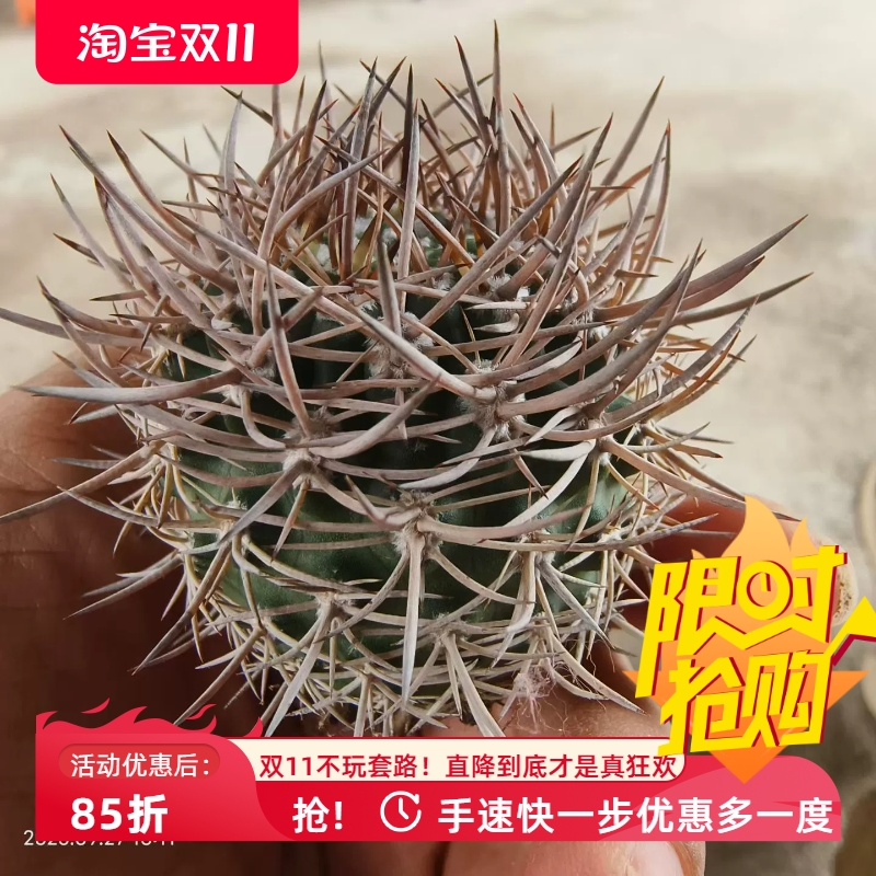 不含刺5cm逆豹丸龙爪球潮流懒人沙生仙人球多肉一物一拍包邮9/28