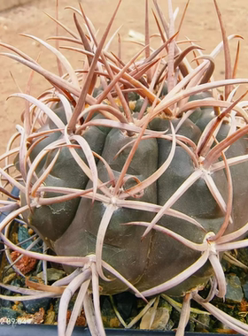 裸萼球属守金摩天龙 割刺款超粗刺仙人球沙生绿植一物一拍2/21