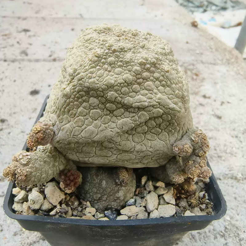 四方凝蹄玉。老桩子萝藦科潮流块根植物室内盆栽多肉一物一拍8/8