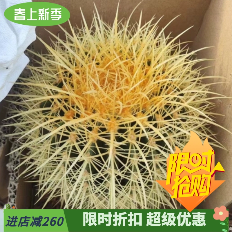 狂刺金琥17择优发仙人球庭院绿植植物稀有品种一物一拍多肉3/22