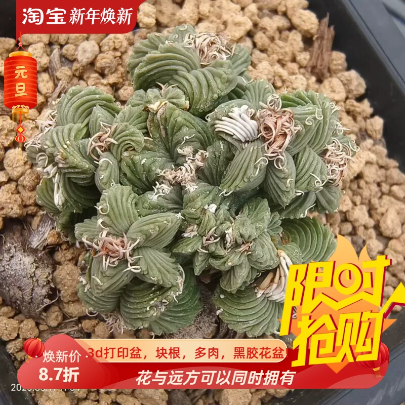 实生五星红笼群潮流懒人沙生仙人球植物室内盆栽多肉一物一拍8/11