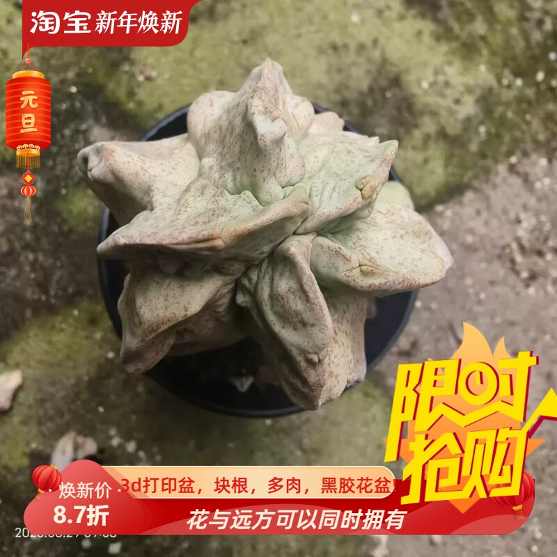 卡萨白沙龙-萝藦科 凝蹄玉 实生 四方萝藦块根多肉一物一拍8/29
