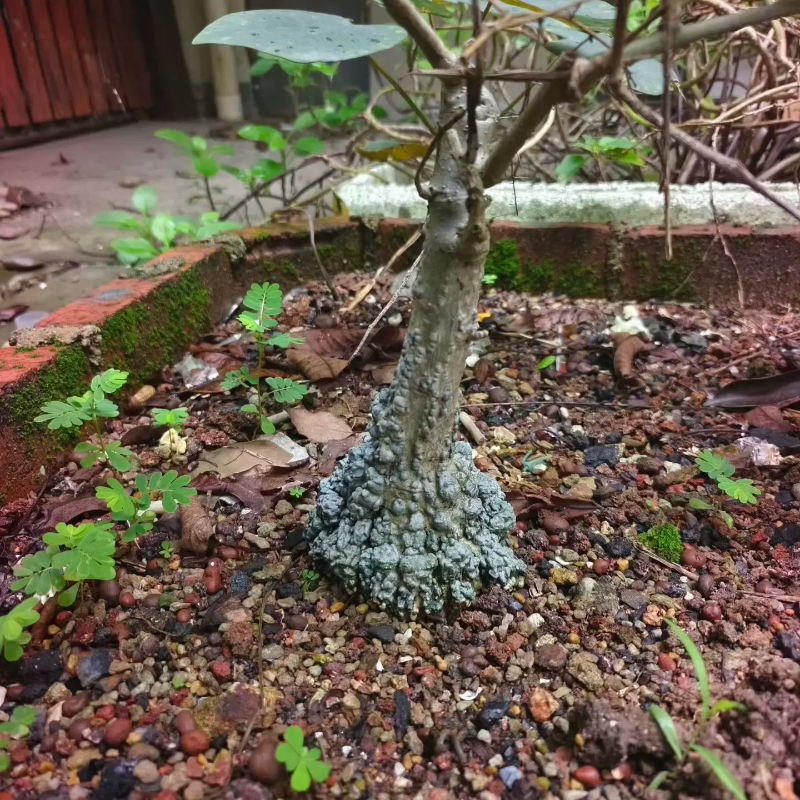白皮红叶西番莲纯露养。10cm块根植物懒人沙生块根一物一拍6/26