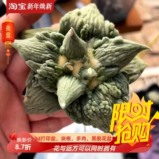 实生大形体怒涛/s009岩牡丹属懒人仙人球沙生绿植一物一拍2/12