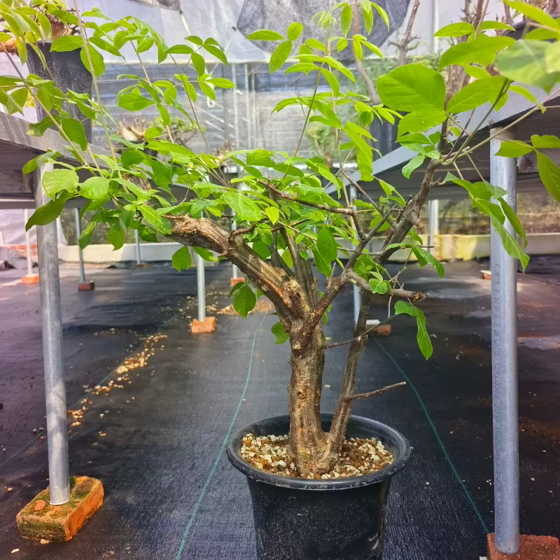 扭矩橄榄，熟桩熟桩潮流懒人块根植物稀有品种多肉一物一拍10/27