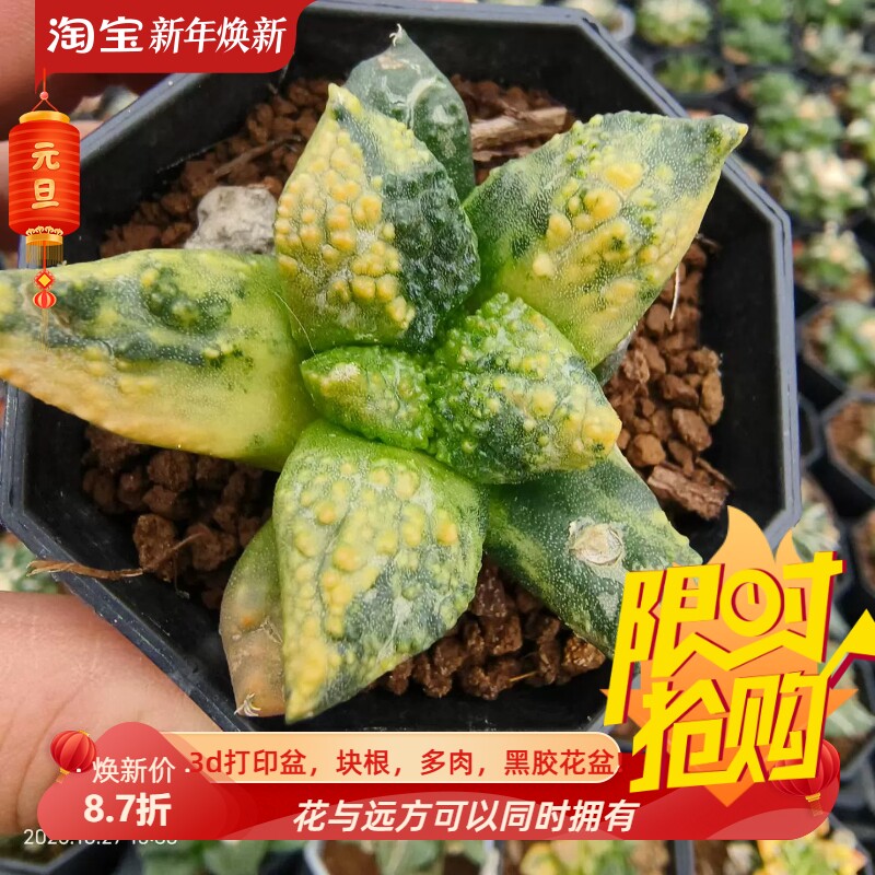 实生龟甲牡丹锦散斑稀有潮流仙人球内盆栽多肉一物一拍包邮10/27