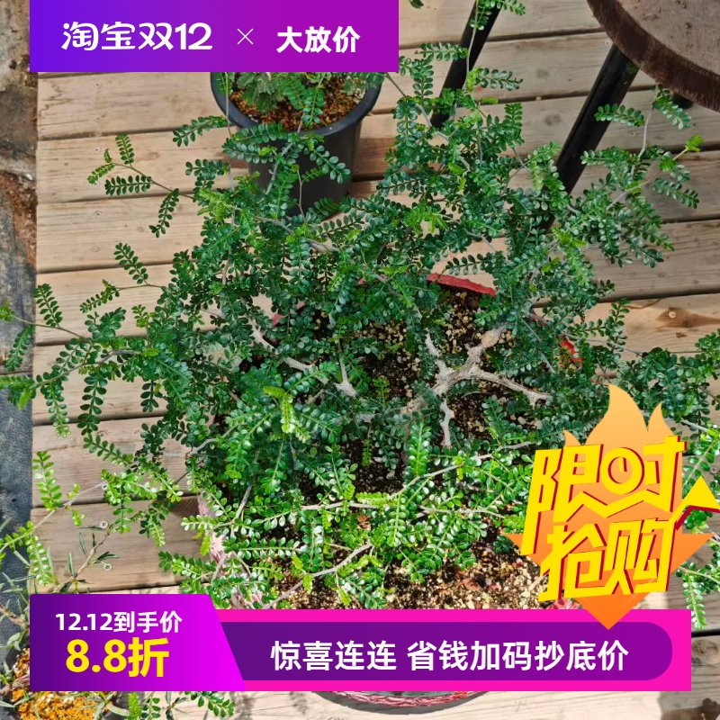 枝繁叶茂  象足漆树盆口应该是40cm块根植物一物一拍室内盆栽6/25