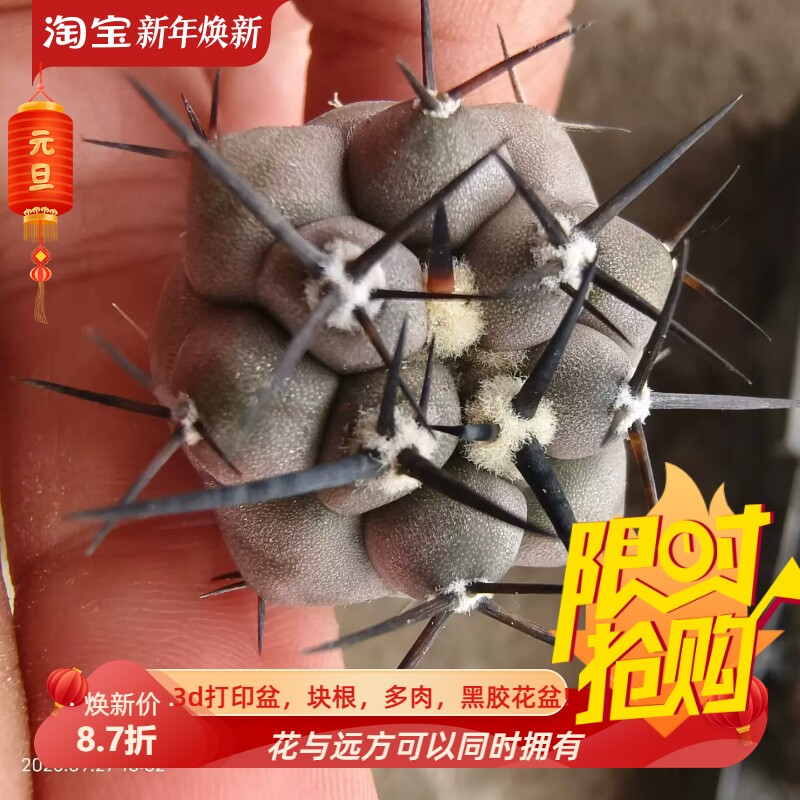 2.7cm精品黑王丸龙爪球潮流懒人沙生仙人球多肉一物一拍包邮9/28