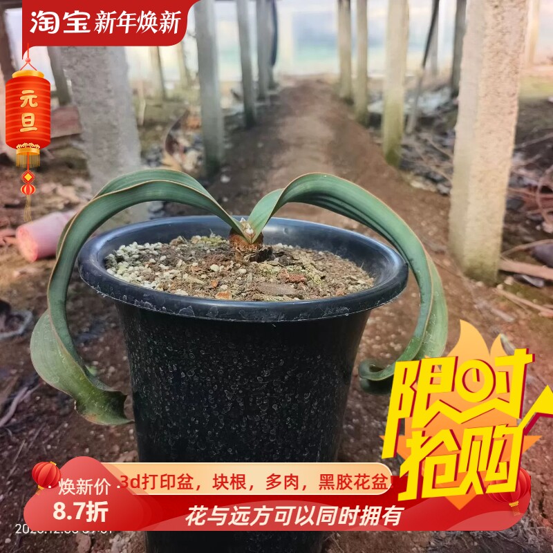 百岁兰千岁兰潮流懒人沙生块根植物一物一拍仙人球多肉包邮12/6