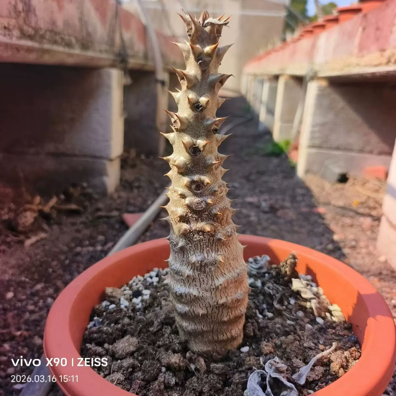 园艺巴洛尼棒槌。巴氏棒槌优选棒棰树属块根植物一物一拍多肉3/17