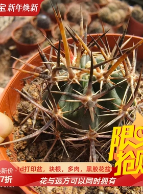 水牛角林氏幻虾鹿角柱属潮流懒人仙人球一物一拍稀有品种包邮7/4