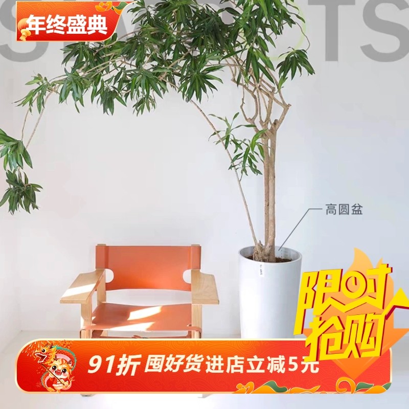 加厚simpots高直筒日本黑胶盆大尺寸庭院客厅盆简约种花家用花盆