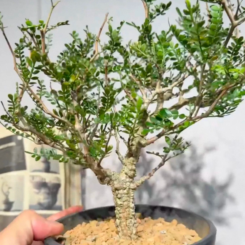 72号 实生象足漆树潮流块根植物2.2CM室内盆栽多肉一物一拍7/13