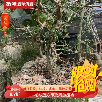 实生满瘤列加漆树块根植物稀有品多肉一物一拍包邮10/30