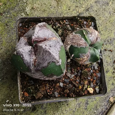 石化三角鸾凤玉，群生分株仙人球新奇多肉植物带盆一物一拍4/15