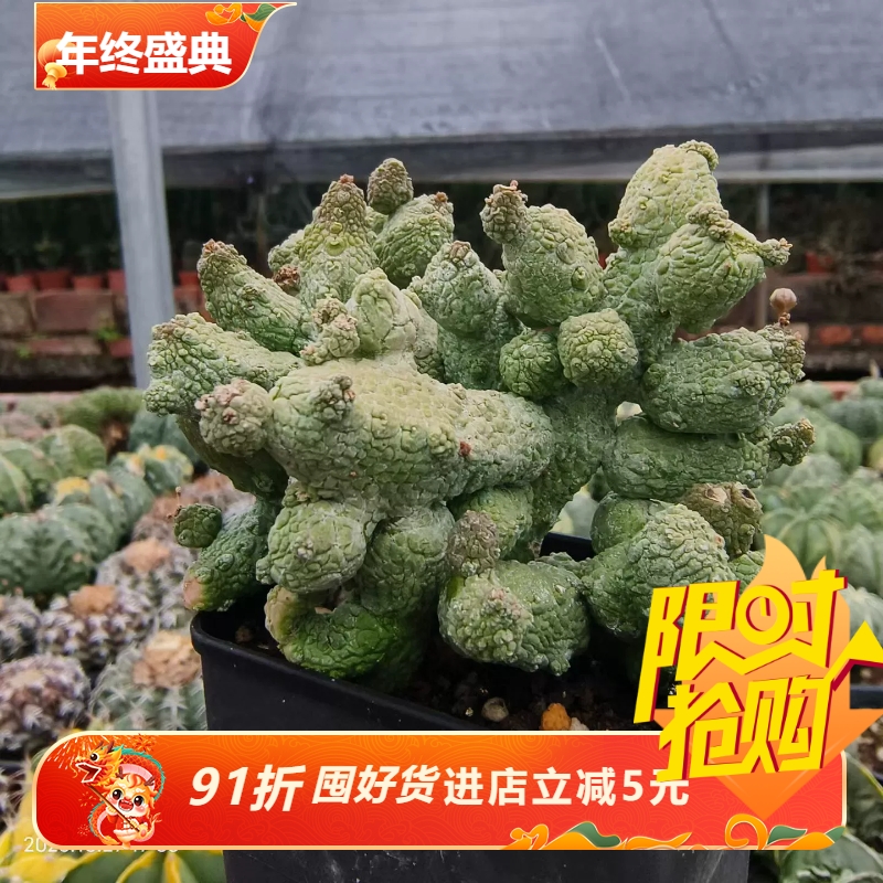 蛇蹄玉大群生萝藦科块根室内盆栽稀有品种多肉一物一拍包邮10/27